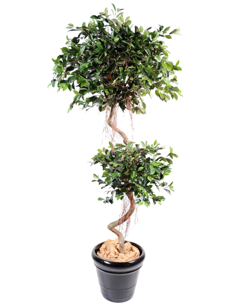 Ficus artificiel spirale 2 têtes 175 cm bois naturel
