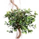 Ficus artificiel spirale 2 têtes 175 cm bois naturel