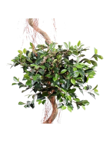 Ficus artificiel spirale 2 têtes 175 cm bois naturel
