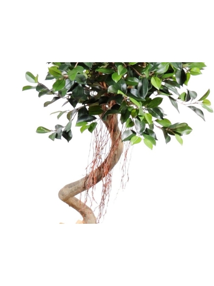Ficus artificiel spirale 2 têtes 175 cm bois naturel