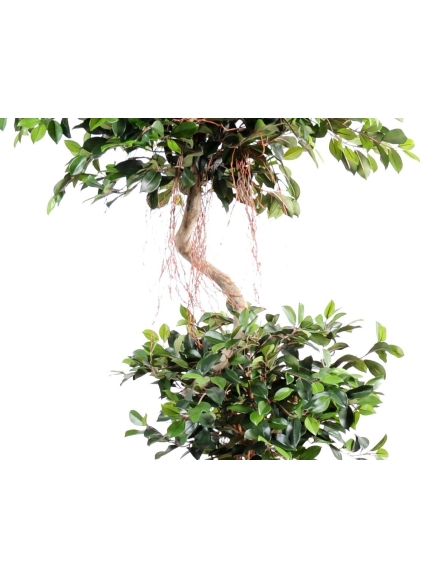 Ficus artificiel spirale 2 têtes 175 cm bois naturel