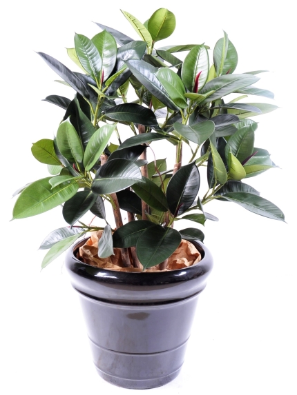 Ficus artificiel elastica - 90 cm