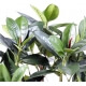 Ficus artificiel elastica - 90 cm