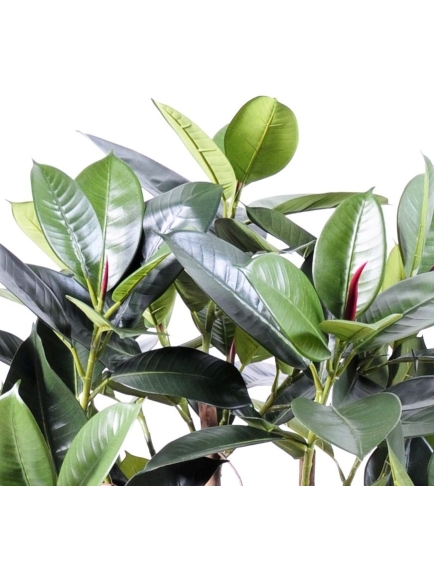 Ficus artificiel elastica - 90 cm