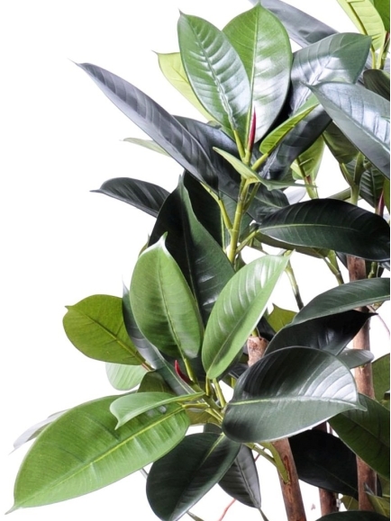 Ficus artificiel elastica - 90 cm