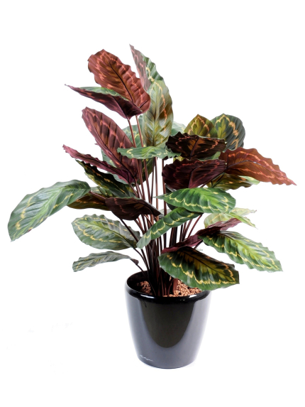 Calathéa artificiel roséopicta - 70 cm