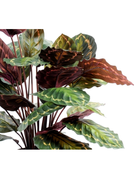 Calathéa artificiel roséopicta - 70 cm