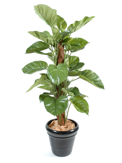 Pothos artificiel feuilles géantes - 150 cm