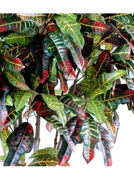 Croton artificiel tronc bois naturel - 110 cm