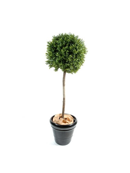 Buis boule tige bois naturel 170 cm