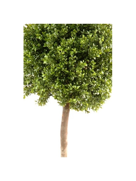 Buis boule tige bois naturel 170 cm