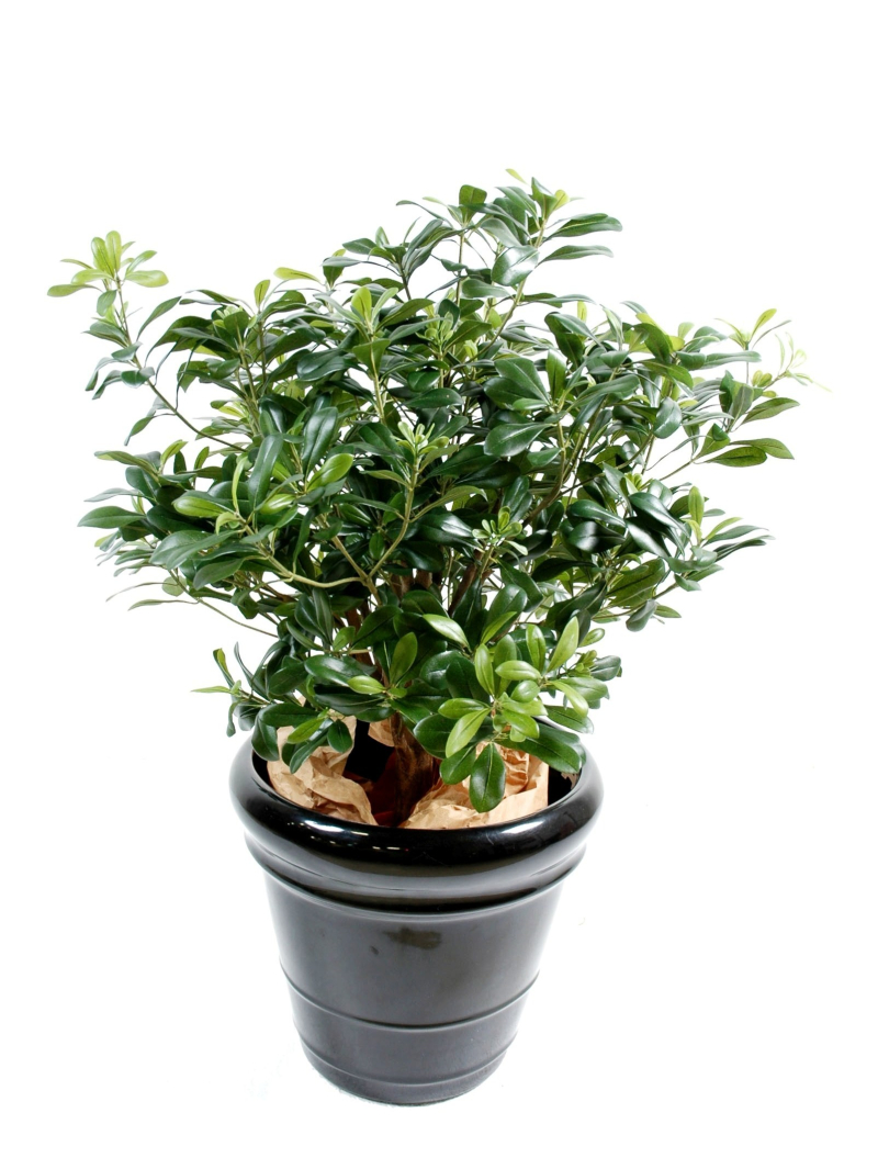 Pittosporum artificiel buisson - 55 cm
