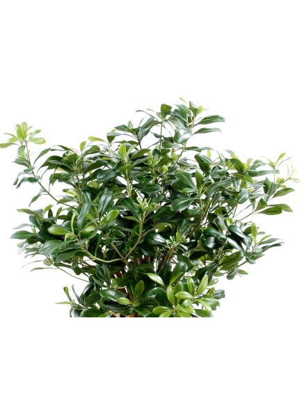 Pittosporum artificiel buisson - 55 cm