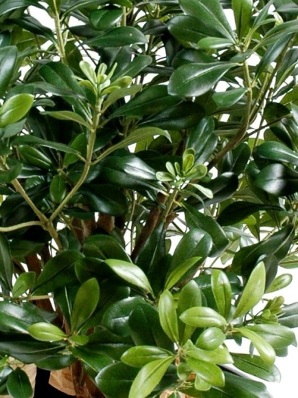 Pittosporum artificiel buisson - 55 cm
