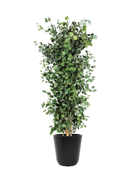 Eucalyptus stabilisé populus