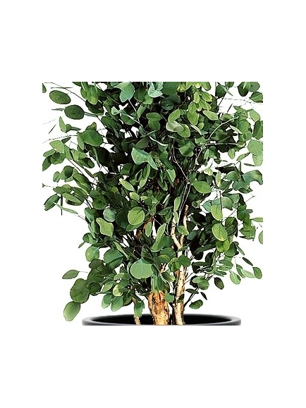 Eucalyptus stabilisé populus