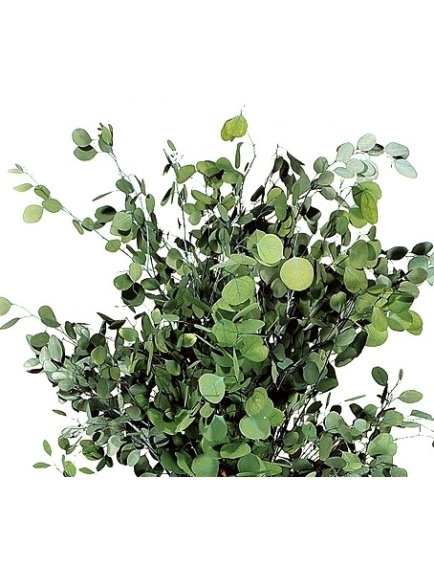 Eucalyptus stabilisé populus