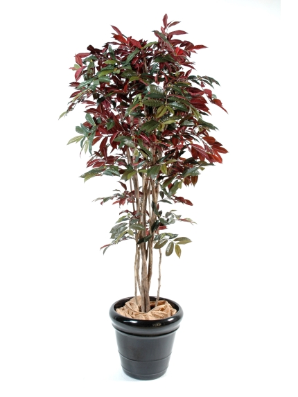 Capensia nice artificiel 