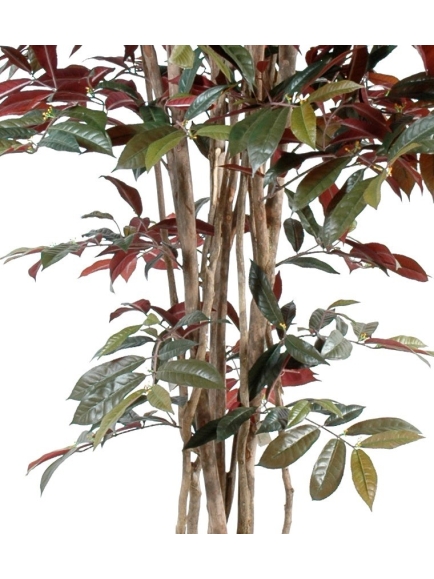 Capensia nice artificiel 