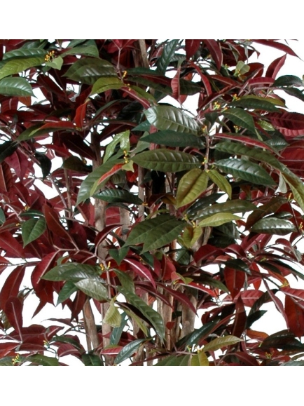 Capensia nice artificiel 