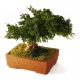 Bonsa&iuml; Stabilis&eacute;s Juniperus 20 x 20 x 25 CM 