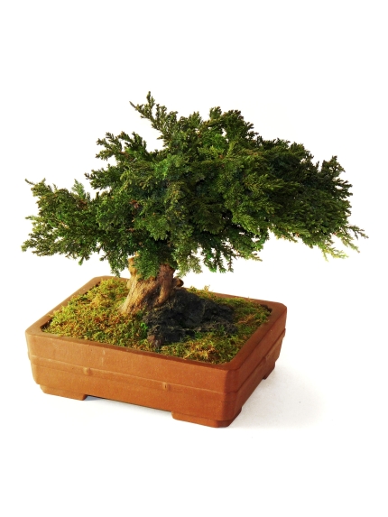 Bonsaï Stabilisés Juniperus