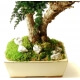 Bonsa&iuml; Stabilis&eacute;s Juniperus 50 x 50 x 70 CM