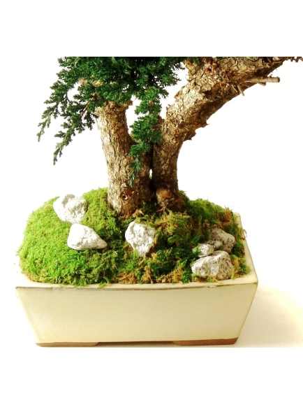 Bonsaï Stabilisés Juniperus