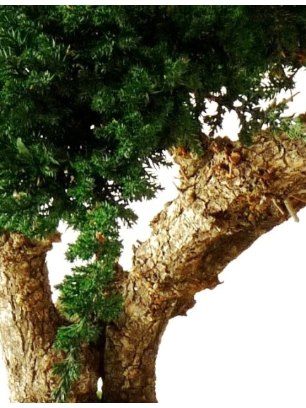 Bonsaï Stabilisés Juniperus