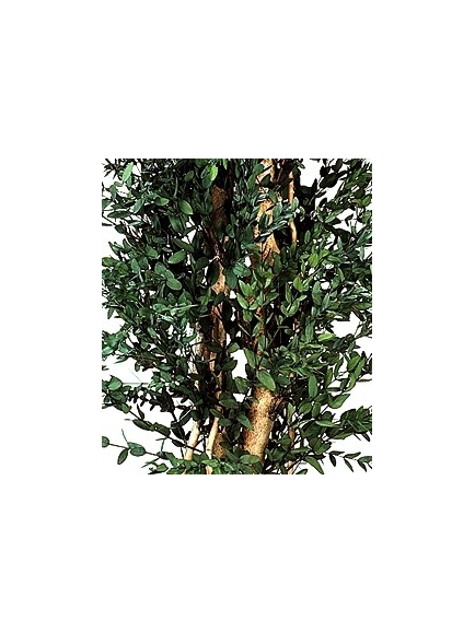 Eucalyptus stabilisé Parvafolia 