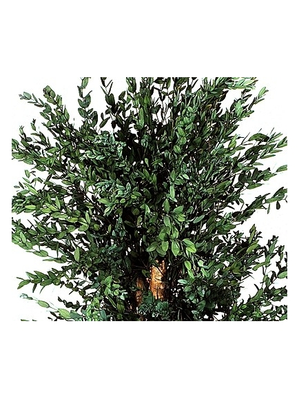 Eucalyptus stabilisé Parvafolia 