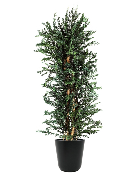 Eucalyptus stabilisé Parvafolia 