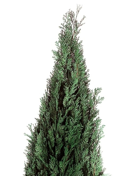 Cyprès Stabilisé Columnaris 