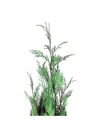 Cyprès Stabilisé Stardust