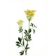 Ammi Majus fleurs artificielles - Par 12 - Fleurs Artificielles Jaune