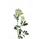 Ammi Majus fleurs artificielles - Par 12 - Fleurs Artificielles Blanc