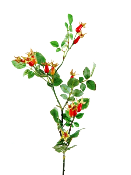 Branches Eglantiers Artificielles - 12