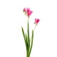 Freesia Artificiel - Par 12 - Fleurs Artificielles Rose