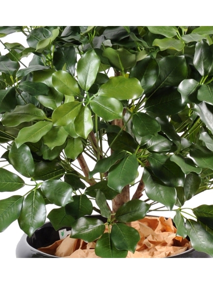 Shefflera artificiel Buisson 90 cm
