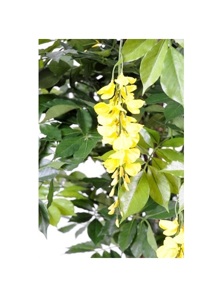 Glycine artificielle - 3 tailles - 3 couleurs