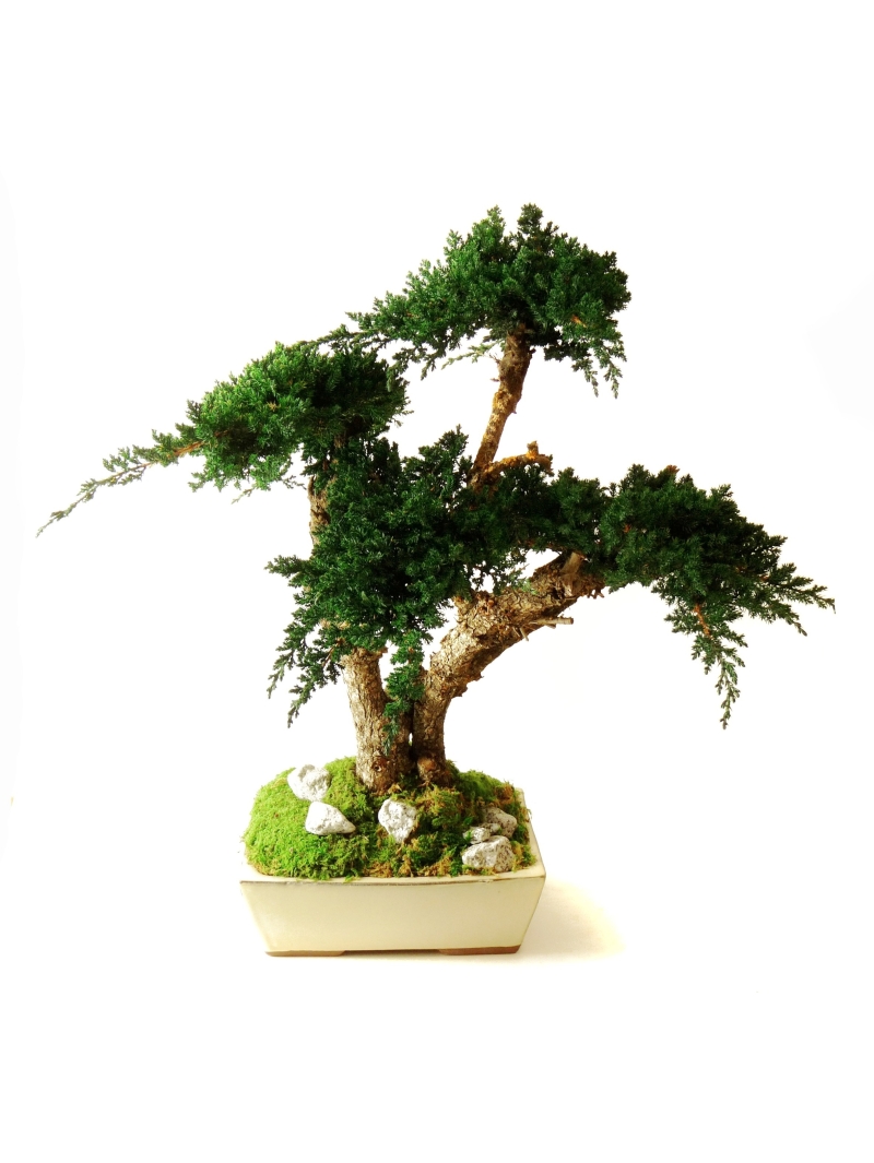Bonsaï Stabilisés Juniperus