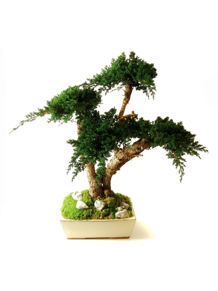 Bonsaï Stabilisés Juniperus