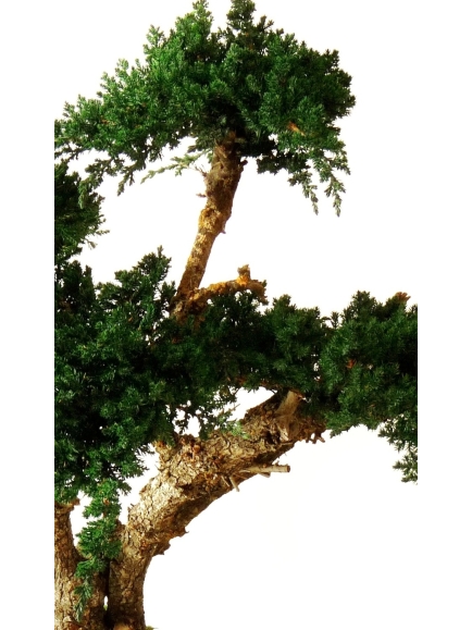 Bonsaï Stabilisés Juniperus