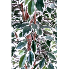 Ficus artificiel - tronc bois liane - Grandes feuilles 180 CM