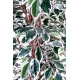 Ficus artificiel - tronc bois liane - Grandes feuilles