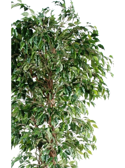 Ficus artificiel liane PF panaché 180 cm
