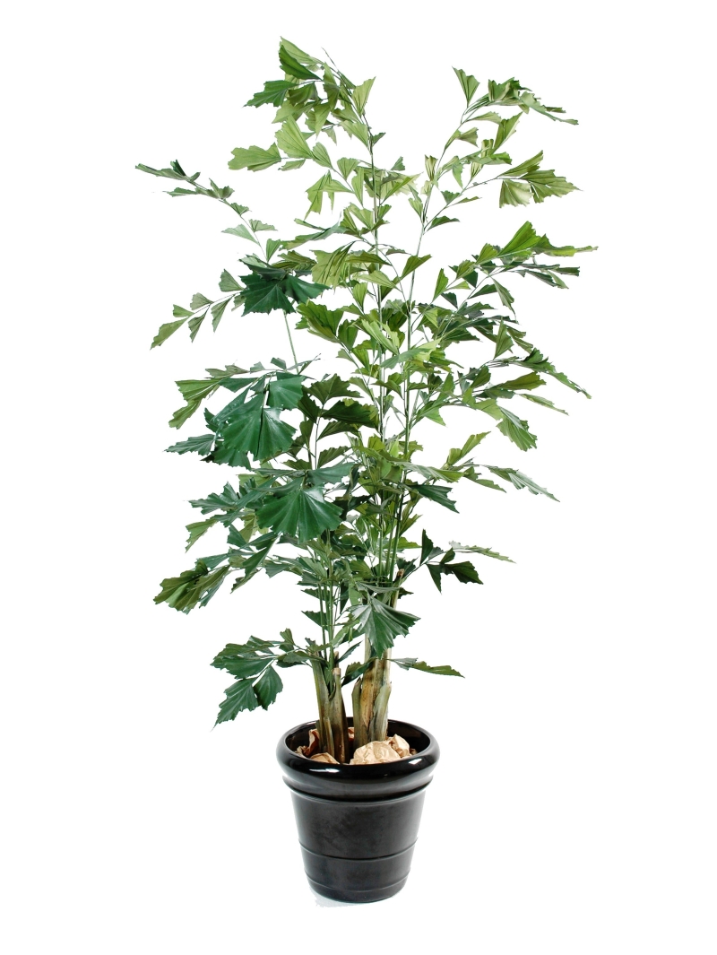 Caryota artificiel 