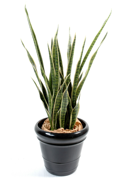 Sansévieria Artificiel 110 cm