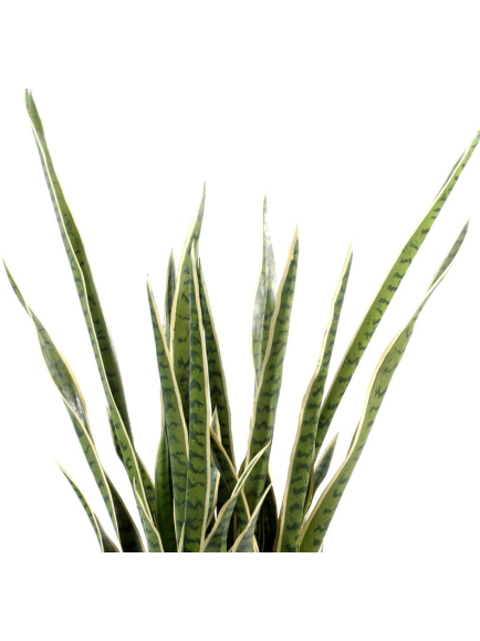 Sansévieria Artificiel 110 cm