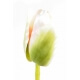 Tulipes Artificielles - par 12 